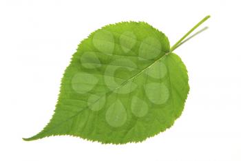 Royalty Free Photo of a Leaf