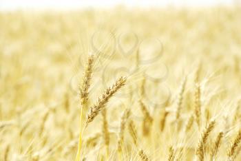 Royalty Free Photo of a Field of Wheat