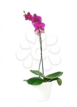 Royalty Free Photo of a Pink Orchid