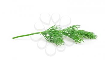 Royalty Free Photo of a Piece of Fresh Dill