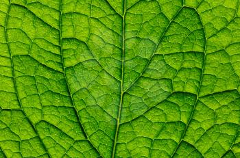 Green leaf background texture, macro