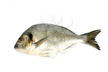 dorado fish isolated on white background