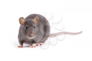 funny rat close-up isolated on white background