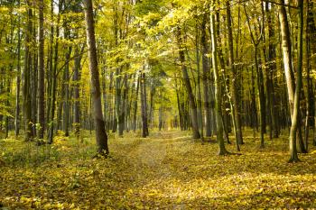 Golden autumnal forest with sunbeams