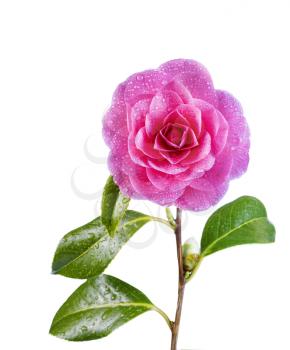 Vertical photo of single pink Camellia flower in full bloom with bud, stem and water drops isolated on white background