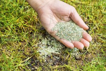 Horizontal position of Female hand holding new grass seed with bare earth soil and old grass beneath as background