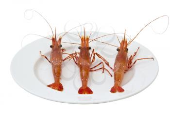 Fresh live shrimp on solid white dinner plate