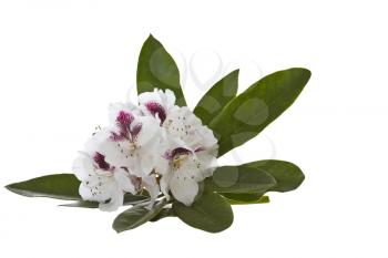 Beautiful White Rhododendron on white background