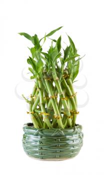 Vertical Photo of a new bamboo plant residing in green ceramic pot isolated on white background
