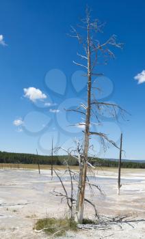 Vertical image of a tall dead tree standing upright in the hot springs of Yellowstone Park with blue sky and clouds in background 