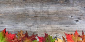 Vibrant autumn maple and oak leaves on rustic wood showing all their fall colors 