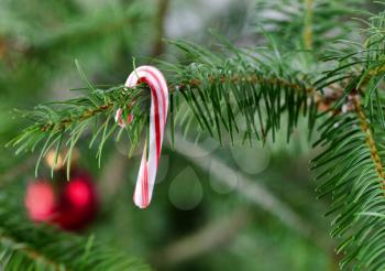 Real Christmas tree with hanging candy cane 