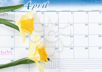 Easter holiday marked on calendar with yellow daffodils 