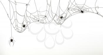 Spiders and spider web, vector set