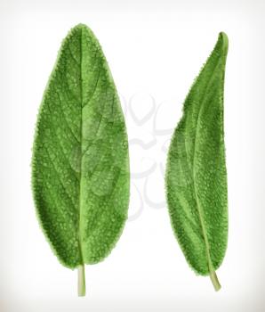 Salvia leaves, vector icon