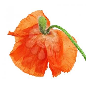 Single poppy flower isolated on white background. Closeup.