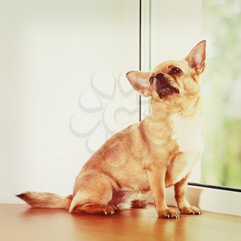 Red Chihuahua Dog Standing on Window Sill and Looks into Distance. With Retro Effect Filter.