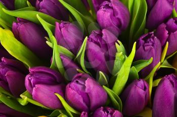 Nature bouquet from purple tulips for use as background. Selective focus. 