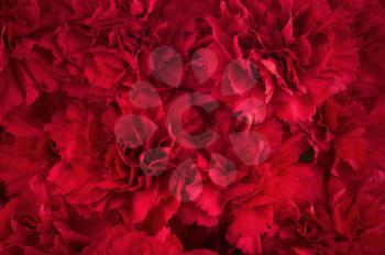 Bouquet of red flowers carnation for use as nature background. Soft focus.