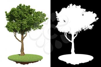 Green Tree with Asymmetric Crown on Green Grass Isolated on White Background with Detail Raster Mask.