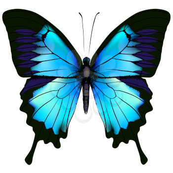 Butterfly. Blue butterfly papilio ulysses (Mountain Swallowtail) isolated vector on white background
