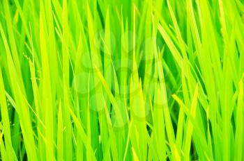 Macro shot of rice growing up in a field