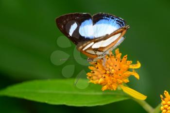 Beautiful Irenea Metalmark (Thisbe irenea) butterfly feeding on a flower