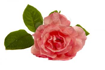 A beautiful pink rose isolated on white