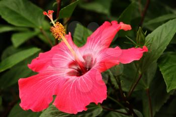 Beautiful tropical red hibiscus in its environment