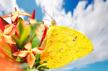 Beautiful Cloudless Sulphur (Phoebis sennae) butterfly posed on a flower feeding against a beautiful blue sky