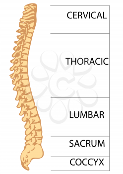spinal column islolated on a white background
