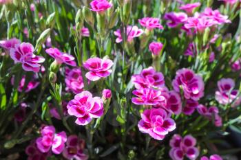 pink carnation in a pot in sanny day