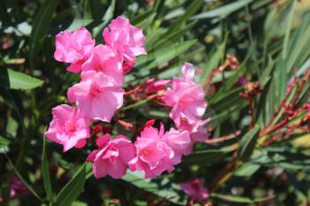Blooming pink oleander flowers or nerium in garden