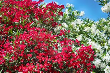 Red and white oleander or Nerium flower blossoming on tree