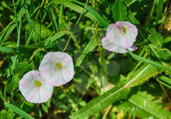 White flowers of Convolvulus in the grass