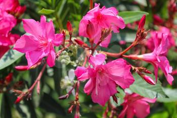 pink nerium oleander. small tree toxic in all its parts