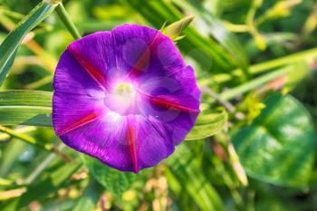 bindweed Convolvulus althaeoides or Bush Morning Glory flower