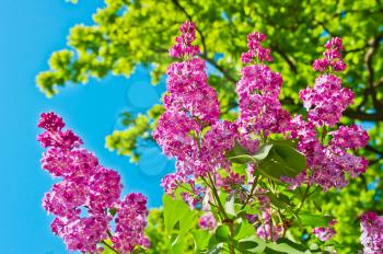 Purple Lilac Flowers on Blue Sky Background
