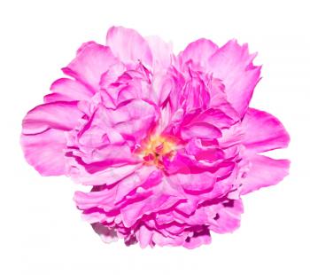 One big pink peony flower isolated on white background