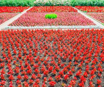 Decorative flower bed in the summer park