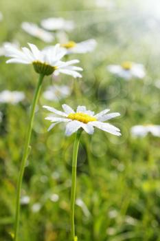 Daisies in the dew in the meadow