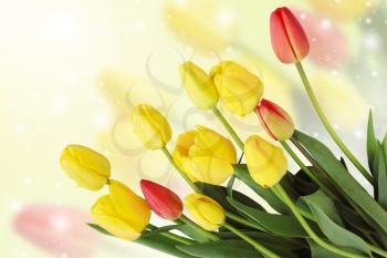 Bouquet of  tulips on a white background