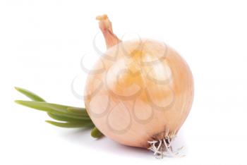 Onions on a white background.