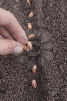 Closeup of a males hand planting bean seeds