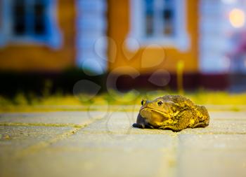 A Close Up Of The Toad In Night