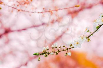 Spring Blooming Cherry Flowers Branch