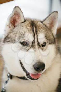 Gray Adult Siberian Husky Dog (Sibirsky husky) close up portrait