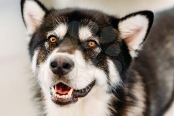 Gray Happy Adult Alaskan Malamute Dog Close Up Portrait
