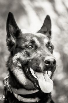 German Shepherd Dog Close Up Portrait. Black And White Photo