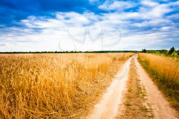 Road In Field With Ripe Wheat And Blue Sky With Clouds